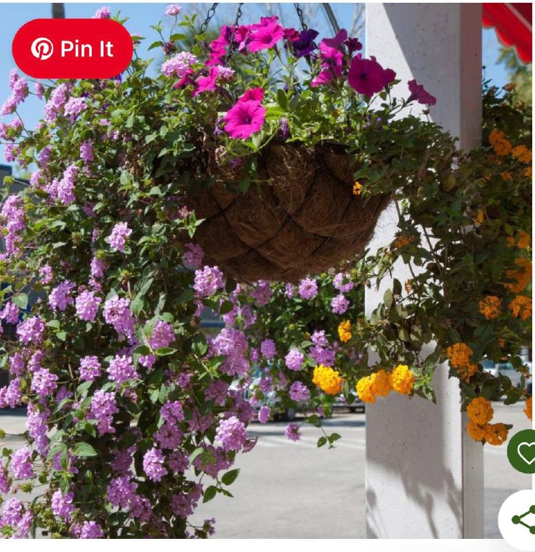 Lush hanging basket overflowing with fuchsia, lantana and purple petunias against blue sky